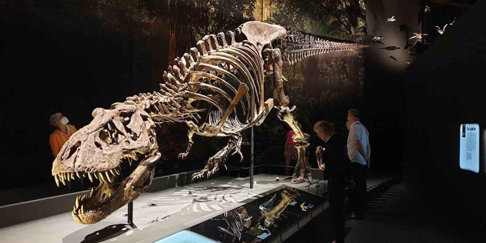 Men looking at a dinosaur skeleton